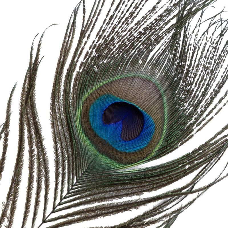 Лоскут LOCKINK SEVANDA Natural Peacock Flirting Feather Tickler, перо павича